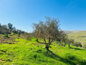 ارض 3400 متر مشجرة زيتون في صروت ابو خشيبة