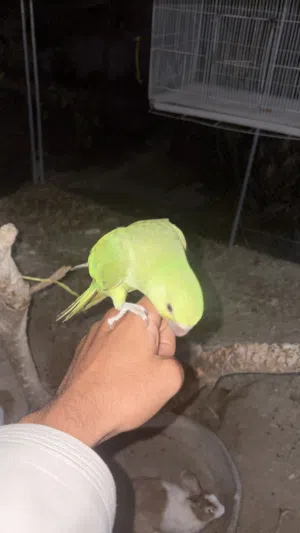 للبيع دره أليف