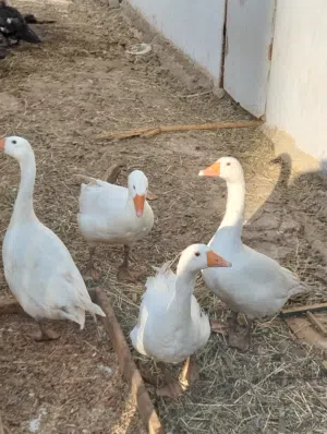 3 وزات للبيع تربيه بيتي