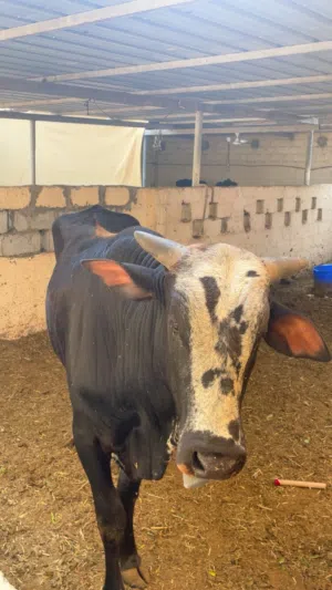 ثورين عماني