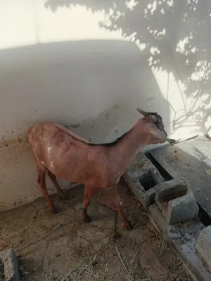 تيس صومالي