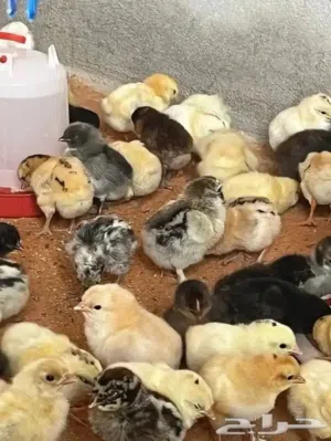 دجاج وصياصان