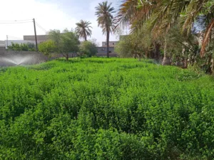 صفصفة خضراء جاهزة للحصادة للتربيط والبيع