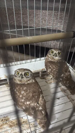 Little owl اقراء الوصف مهم جدا للتواصل