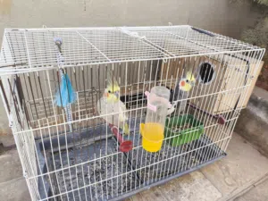 جوز كوكتين تبارك الرحمن