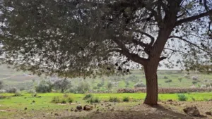 Farm Land for Sale in Jerash Unaybah