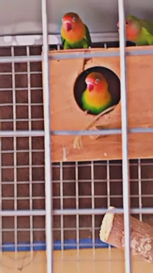 زوج فيشر منتج مع ولدهن قابل