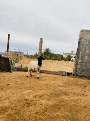 سوق الخميس امسيحل