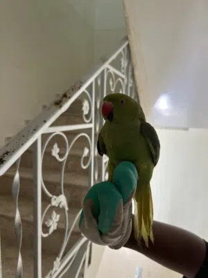 للبيع دره هندي