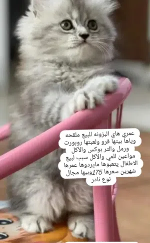 بزونه للبيع عمر شهرين ونص ملقحه شرط الفحص كل اغراضها وياها 175وبيها مجال واكو توصيل للمحافظات