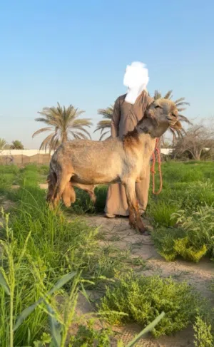 اضاحي تربية