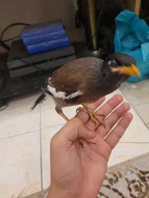 myna bird tumd