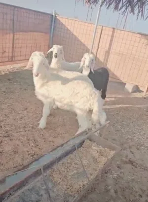 حلال نجدي فاخر من آخر