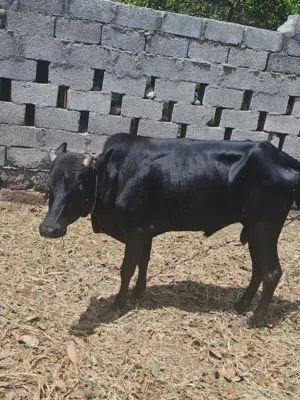 عجاله و بقر حل بيع