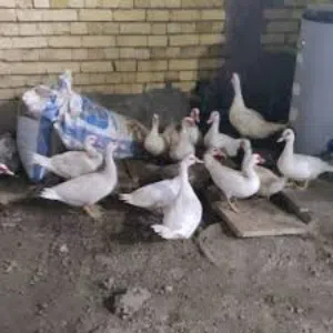 مطلوب بشوش مصري
