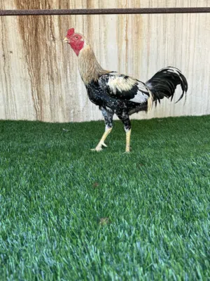دجاج باكستاني ميوالي اصل