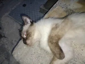 قط للتبني اسمه سلار