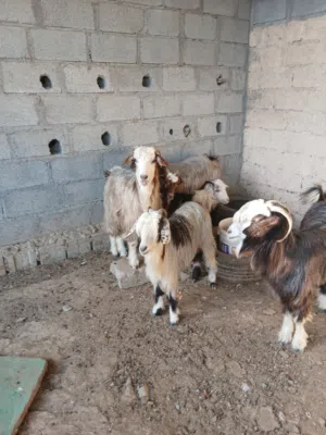 غنم عمانيات طيبات وصخلات بكر