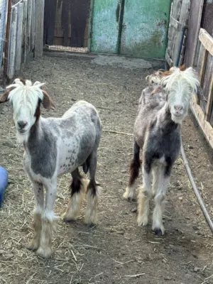 اغنام للبيع