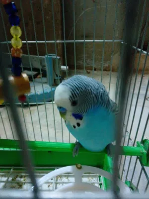 3 طيور حب طيران حر صواريخ بي الجو الله يبارك لصاحب انصيب فيهن