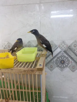مينا للبيع