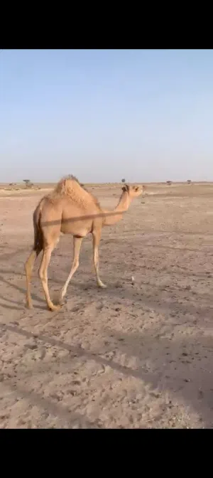 بكره فطيمه للبيع انتاج حق الركض