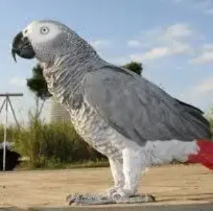 خدمة برد وقص أظافر الببغاء وتعطيره:  "اعتني بببغائك": خدمة متكاملة للعناية بمن