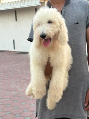 جاينت بودل للتبني – رسوم بسيطة – جاهز للتسليم  Luxury Giant Poodle for Adoption – Nominal Fee