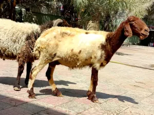 جعد 2+كبش + حملة حمراء