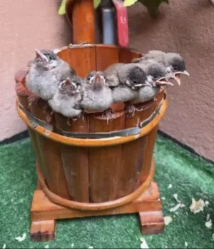 بلابيل بحريني اصلي