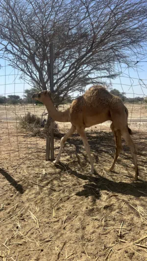 قعود محلي للبيع