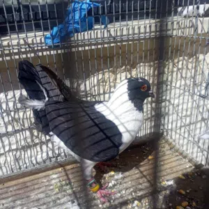 متاح ثمن حبات الوان ايه من الجمال بسعر حرق الحرق للكوم