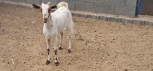 شاه من حلال الرحوب تحتها تيس ب100+ شاه جبالي سمين ب80+ شاه غبره تحتها تيس ب60+ شاه صلاليه 55