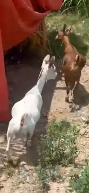 تيوس صلاالي سمنه ماشاء الله