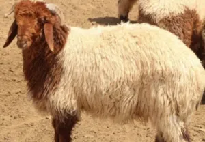 خروف نعيمي 2026 ضحايا العيد المقبل  متوفر التوصيل داخل الامارات وخارج الامارات