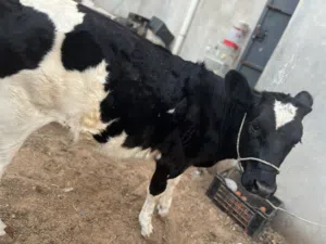 بقره عمرها تسعه شهور المانيه