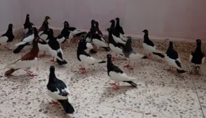 حمام منوع نخب أول