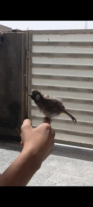 بلبل ربه طينه يطلع خارج المنزل وتصيحله يجيك مخرجه عله بلبل وحشي طور مخلف ستوه بده يصبغ