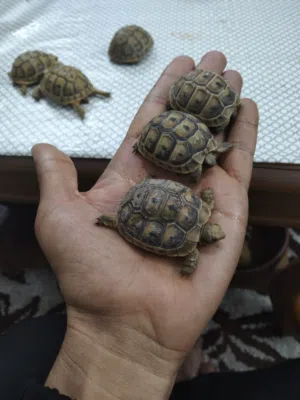 سلاحف من افخم وانضف ما يكون بسعر مغري حجم صغير كبير جميع الأحجام جواز. ...