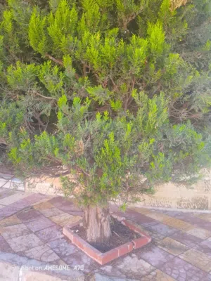موجود فرخ كاساندرا زق يدوي العدد 2