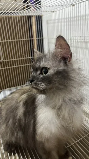 للبيع قطه انثى