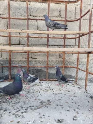حمام لوت للبيع