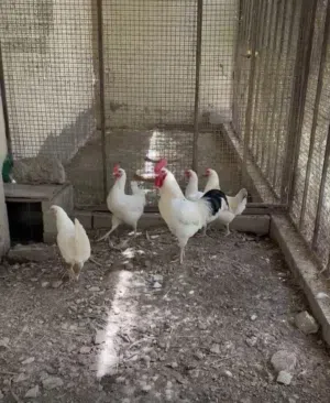 فرنسي منتجات