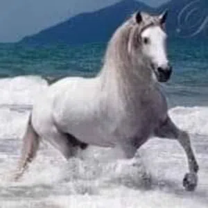 ابو علي 