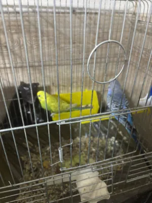 طيور عصافير حب