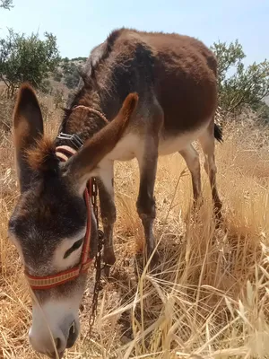 Donkeys0