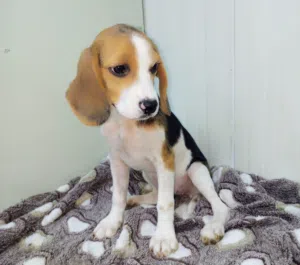 beagle puppy available for sale