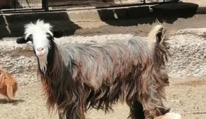 بيعة سريعة للجاد شاه سعيدية بنك جبال حلال ممتاز بسعر مغري