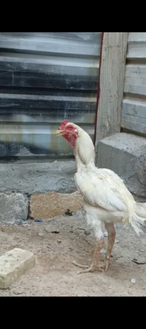متاح ديج هندي اصلي