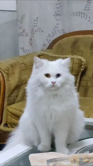 قطه تركش انجورا للتبني